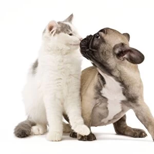 Dog & Cat - French Bulldog puppy in studio with kitten