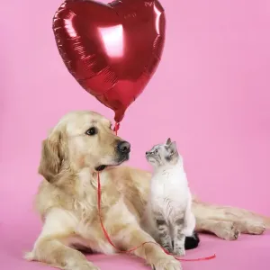 Dog and Cat - Golden Retriever and cat with heart balloon Dog and Cat - Golden Retriever and cat with heart balloon