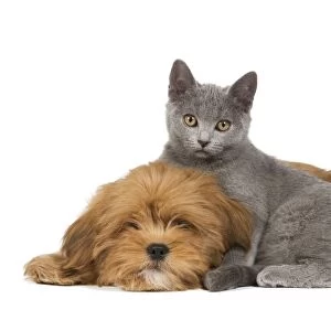 Dog & Cat - Lhassa Apso puppy with Chartreux Kitten in studio