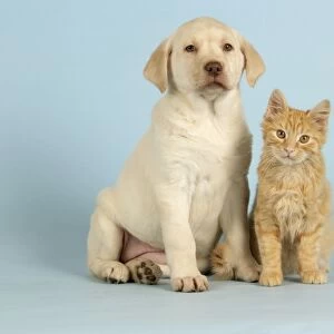 Dog and Cat - Puppy & Kitten sitting down together