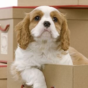 Dog - Cavalier King Charles Spaniel - in a box in studio