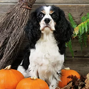 DOG. Cavalier king charles spaniel with broom and pumpkins