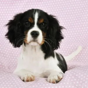 DOG. Cavalier king charles spaniel puppy laying on spotty blanket DOG. Cavalier king charles spaniel puppy laying on spotty blanket
