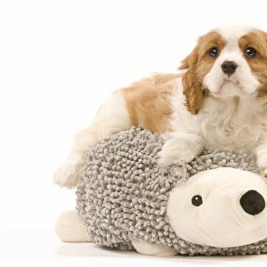 Dog - Cavalier King Charles Spaniel puppy lying ontop of animal shaped dog cushion