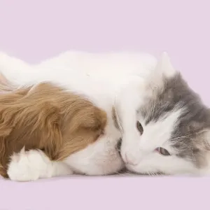 Dog - Cavalier King Charles Spaniel puppy sleeping in studio with kitten Digital Maipulation: pink background