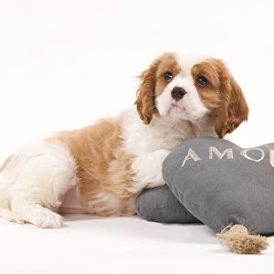 Dog - Cavalier King Charles Spaniel puppy in studio