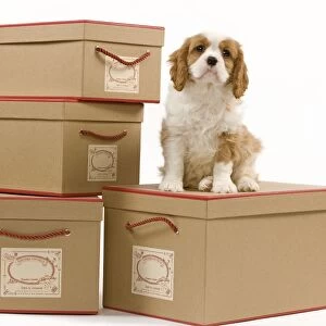 Dog - Cavalier King Charles Spaniel - sitting on boxes in studio