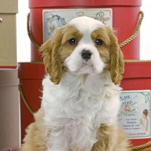 Dog - Cavalier King Charles Spaniel - sitting on hat boxes in studio