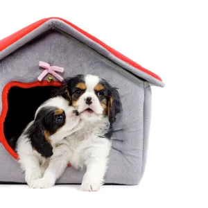 Dog - Cavalier King Charles Spaniels - in dog bed house