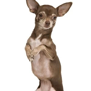 Dog - Chihuahua on hind legs dog dancing in studio