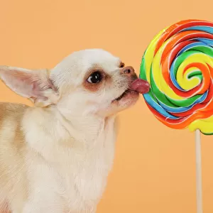 DOG. Chihuahua licking giant lollipop