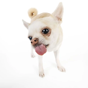 DOG. Chihuahua licking the screen