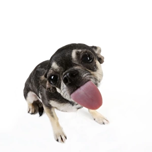DOG. Chihuahua licking the screen