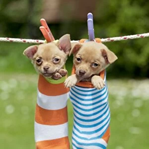 DOG - Chihuahua puppies hanging in socks (4 weeks)