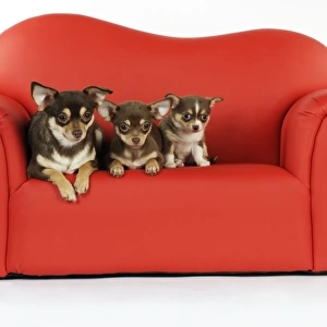 DOG. Chihuahua and puppies sitting on mini sofa