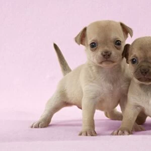 DOG - Chihuahua puppies standing together (6 & 4 weeks) Digital Manipulation: background to pink