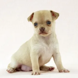 DOG - Chihuahua puppy (6 weeks) Digital Manipulation: faded background peach colour DOG - Chihuahua puppy (6 weeks) Digital Manipulation: faded background peach colour