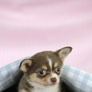 DOG. Chihuahua puppy laying under a piece of cloth