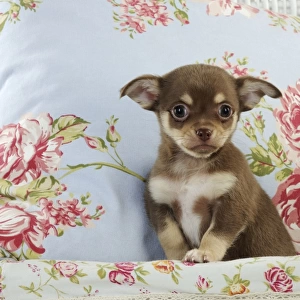 DOG. Chihuahua puppy sitting in basket