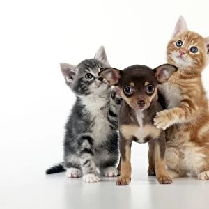 DOG - Chihuahua puppy standing inbetween two kittens