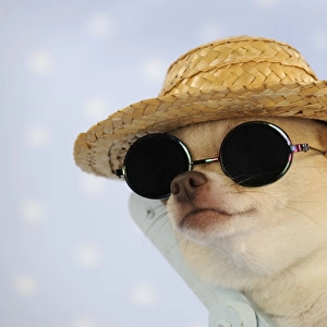 DOG. Chihuahua puppy wearing straw hat & sunglasses