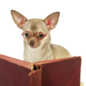 DOG. Chihuahua reading a book wearing glasses