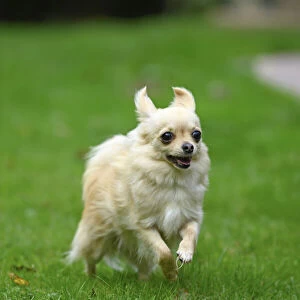 DOG, Chihuahua, running in a garden