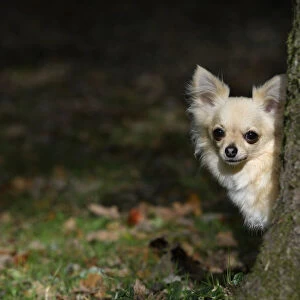 DOG, Chihuahua, sitting, looking around a tree in a graden, autumn