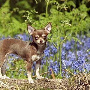 DOG - Chihuahua standing in bluebells