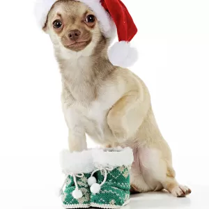 DOG. Chihuahua wearing christmas hat & knitted boots