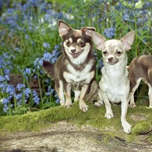 DOG - Chihuahuas standing in bluebells