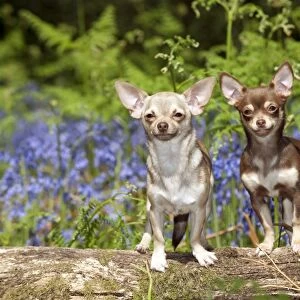 DOG - Chihuahuas standing in bluebells
