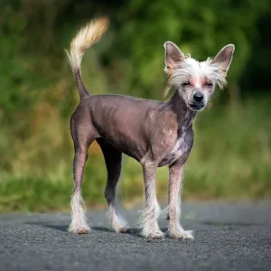 Dog - Chinese Crested Dog - on road