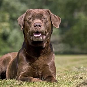 Dog - Chocolate Labrador - in garden