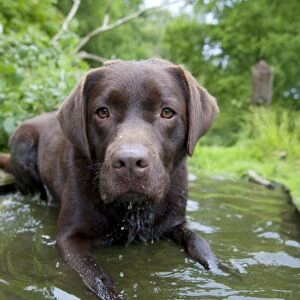 DOG - Chocolate labrador laying in shallow water
