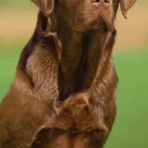 Dog - Chocolate Labrador outside