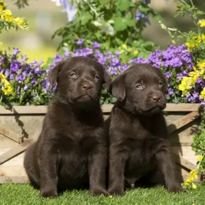 Dog - Chocolate Labrador puppies Dog - Chocolate Labrador puppies