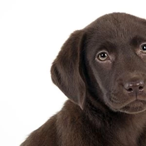 DOG - Chocolate labrador puppy (head shot) (13 weeks)