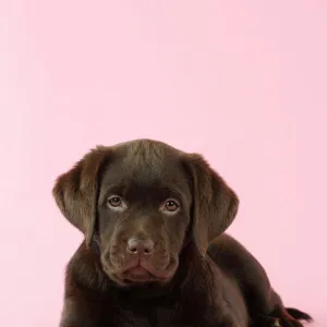 DOG. Chocolate Labrador puppy laying down with rose