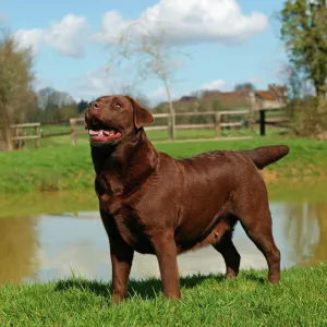 Dog - Chocolate Labrador Retriever