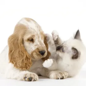 Dog - Cocker Spaniel with Cat - Birman kitten