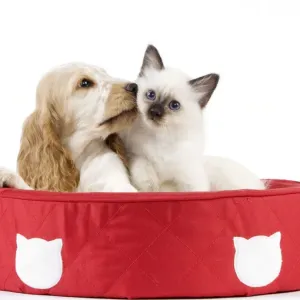 Dog - Cocker Spaniel with Cat - Birman kitten - in cat bed Dog - Cocker Spaniel with Cat - Birman kitten - in cat bed