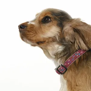 DOG. Cocker Spaniel, with ears & fur blowing in the wind, bad hair day. wind machine studio