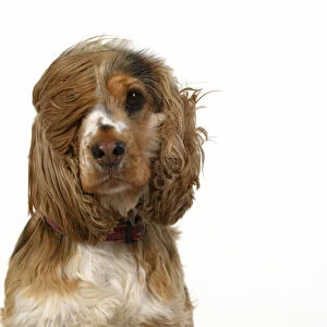 DOG. Cocker Spaniel, with ears & fur blowing in the wind, bad hair day. wind machine studio