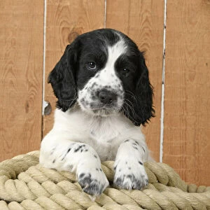 Dog. Cocker Spaniel puppy (7 weeks old ) Black & white, sitting / laying on a pile of rope