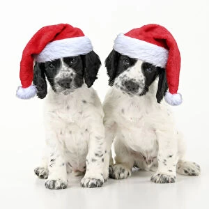 Dog. Cocker Spaniel puppy, black & white wearing red Christmas Santa hats