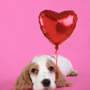 DOG. Cocker Spaniel puppy - with heart shaped balloon Digital Manipulation: added balloon