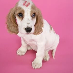 DOG. Cocker Spaniel puppy with kiss on head