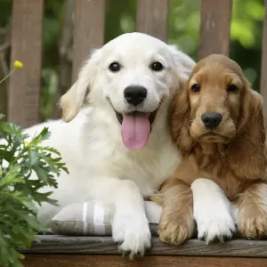 Dog - Cocker Spaniel sitting on bench with Golden Retriever puppy Dog - Cocker Spaniel sitting on bench with Golden Retriever puppy