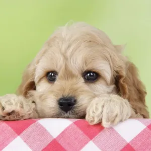 Dog. Cockerpoo puppies (7 weeks old) Dog. Cockerpoo puppies (7 weeks old)